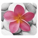 MX50795 Deluxe Pink Petals Mouse Pad 